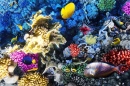 Corais e Peixes no Mar Vermelho