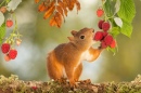 Esquilo Vermelho