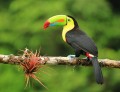 Tucano Keel-Billed