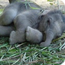 baby elephant