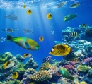 Peixes Tropicais em um Recife de Coral
