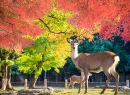 Cervos de Nara no Parque Japonês