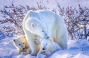 Urso Polar Com Filhotes