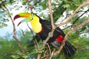 Tucano em uma Floresta Tropical