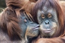 Ternura entre Orangotangos