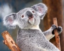 Urso Koala no Jardim Zoológico