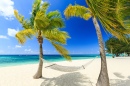 Rede e Palmeiras na Praia 7 Milhas, Grand Cayman