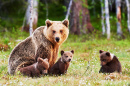 Urso Pardo Mãe com Filhotes
