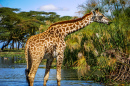 Giraffe Selvagem no Quênia