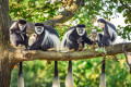 Macacos Manto Guereza