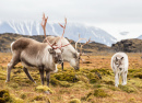 Família Selvagem de Rena, Ilha de Spitsbergen