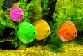 Peixes Coloridos