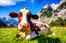 Uma Vaca nas Montanhas Austríacas