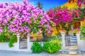 Casa Grega com Bougainvillea
