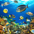 Peixes Tropicais em um Recife de Corais