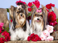Biewer Yorkie Terriers