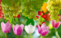 Tulipas e Uvas