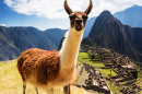 Lama em Machu Picchu, Andes Peruanos