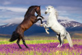 Dois Cavalos Elevando-se