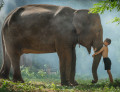 Menino Tailandês com seu Elefante