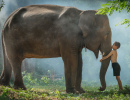 Menino Tailandês com seu Elefante