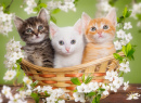 Três Gatinhos Pequenos