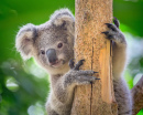 Koala no Jardim Zoológico