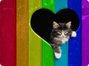 Rainbow Cat