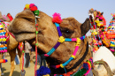 Festival do Camelo em Bikaner, Índia