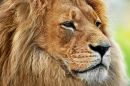 Retrato do Leão