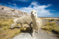 Alpacas em Andes, Peru