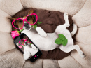 Jack Russell Terrier Tirando um Selfie