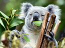 Santuário do Koala, Brisbane