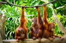 Orangutangos