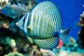 Mar Vermelho Sailfin Tang