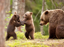 Ursos Marrons Eurasianos