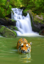 Tigre Siberiano Tomando Banho