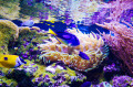 Peixes Tropicais do Mar