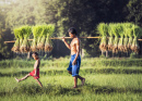 Fazendeiro Tailandês de Arroz com Filho