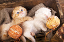 Gatinhos Dormindo com uma Bola de Lã