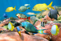 Escola de Peixes Tropicais Coloridos