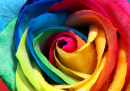 Rosa Multicolor