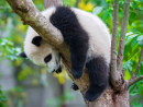 Panda Preguiçoso