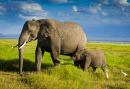 Família de Elefantes na Tanzânia
