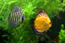 Peixes Discus