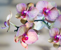 Orquídea Híbrida