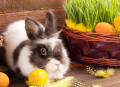 Coelhinho da Páscoa Bonito