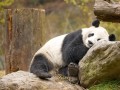 Panda Gigante, Wolong, China