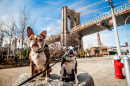 Cães Sentados na Frente da Ponte de Brooklyn