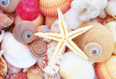 Conchas e Estrela do Mar